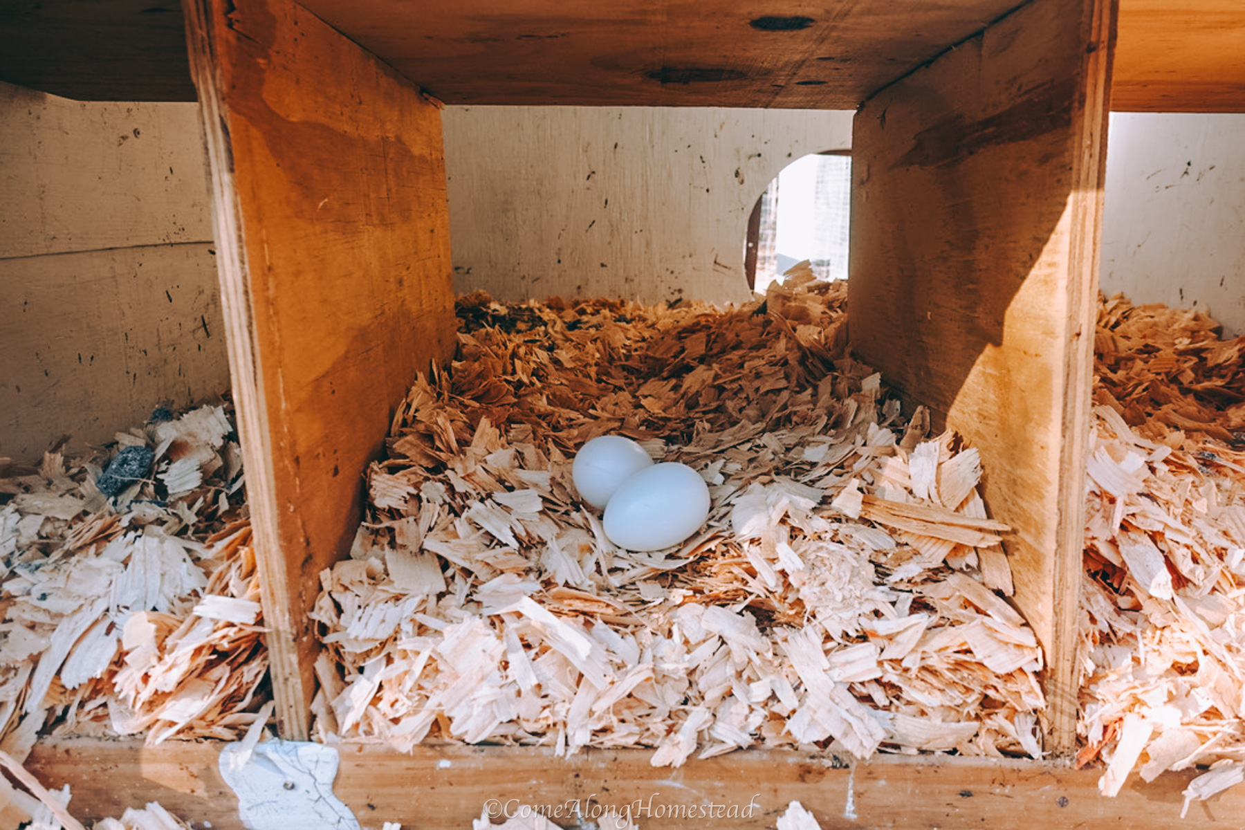 two eggs inside a nesting box