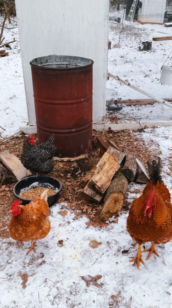 three chickens by a warm burn barrel