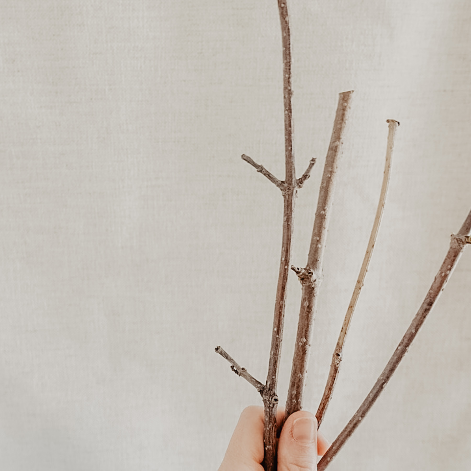 fourelderberryclippingsinahand