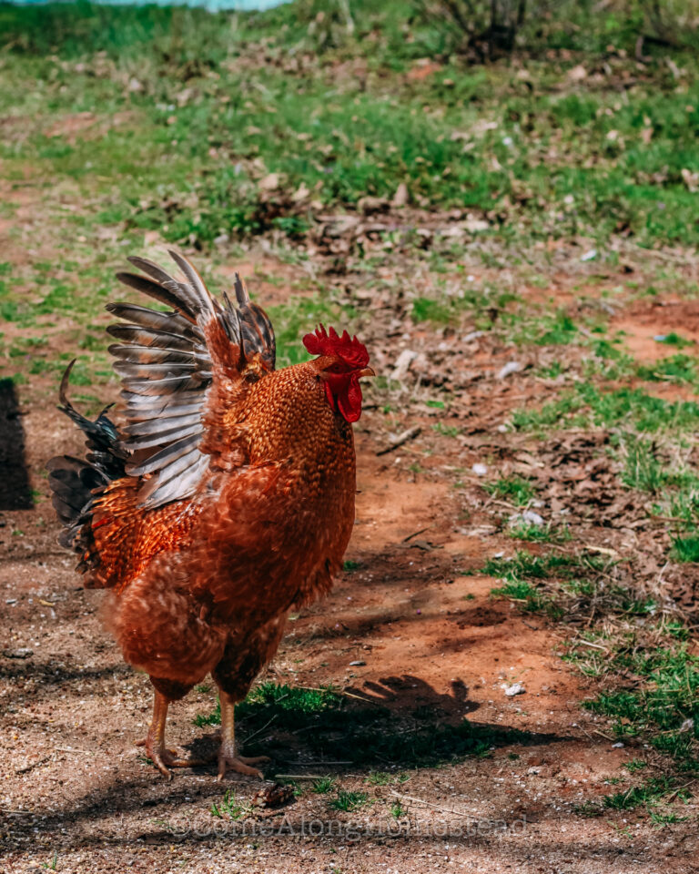 side profile of rooster with wings up and out