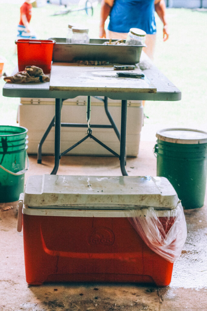Red cooler used to hold chickens on ice at the base of the degutting station during chicken processing.