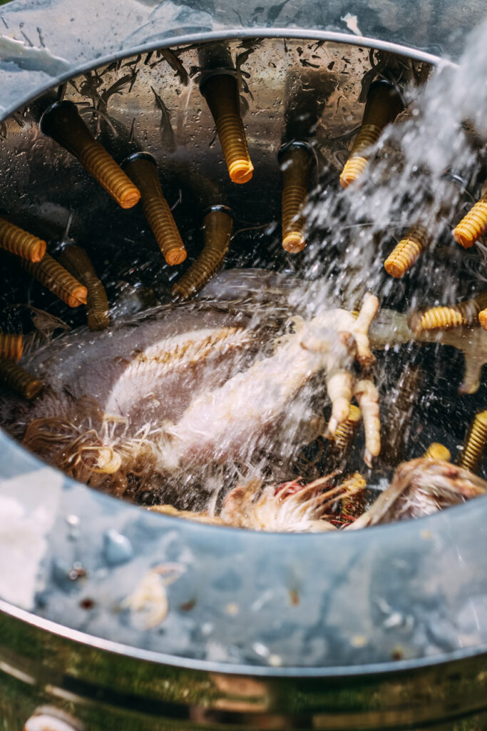 Partially defeathered chicken inside a mechanical plucking machine during backyard chicken butchering