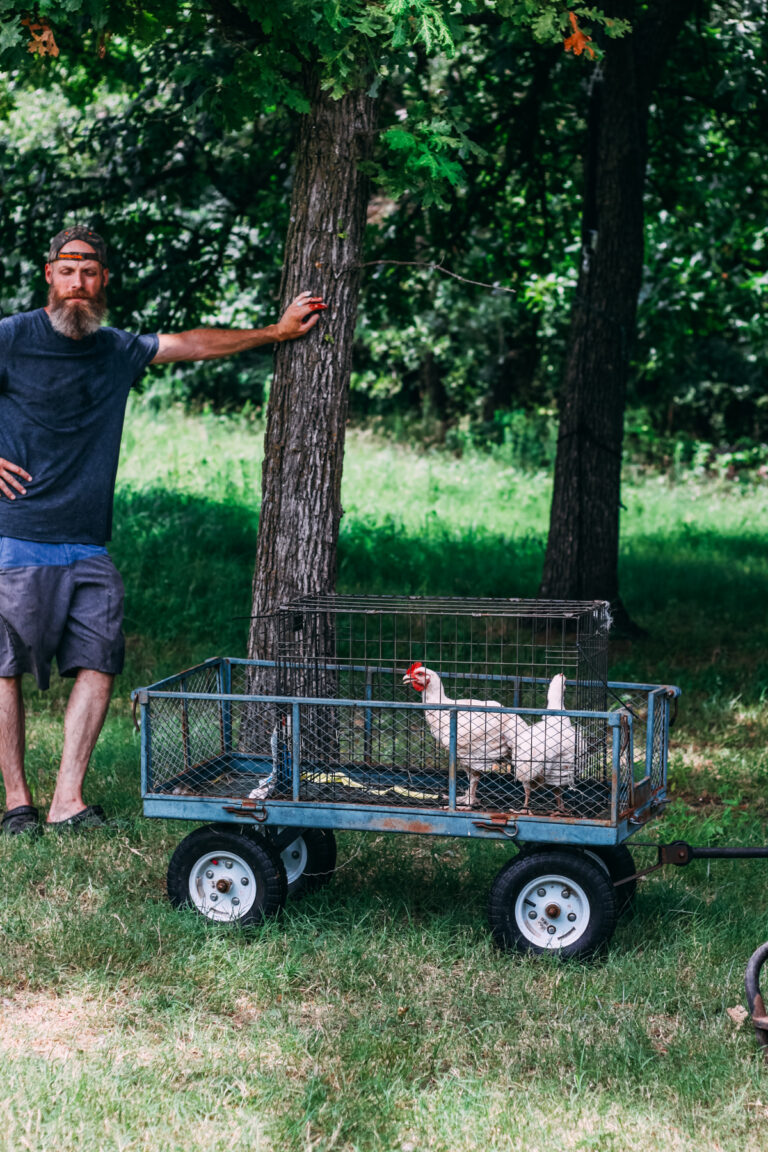 Chicken Butchering Guide: How To Process 40 Birds in One Day