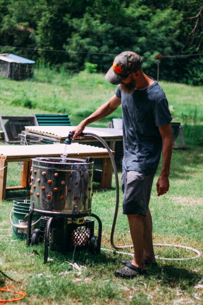 Man pouring water into a mechanical chicken plucker machine while a bird is being defeathered.