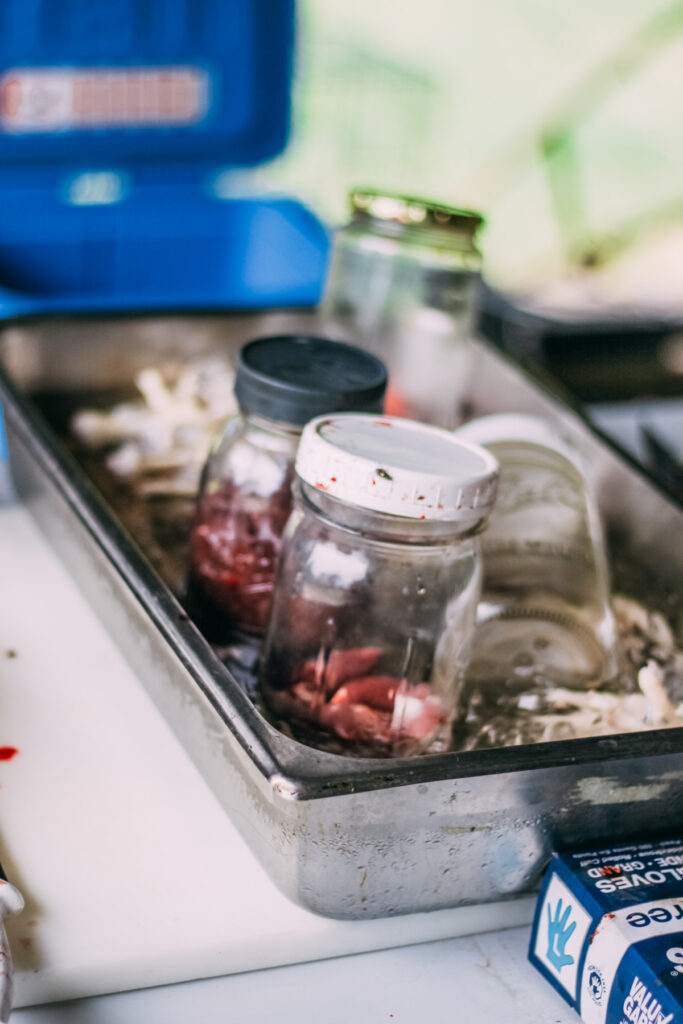 Glass jars containing chicken organs resting on ice to keep fresh during butchering process.