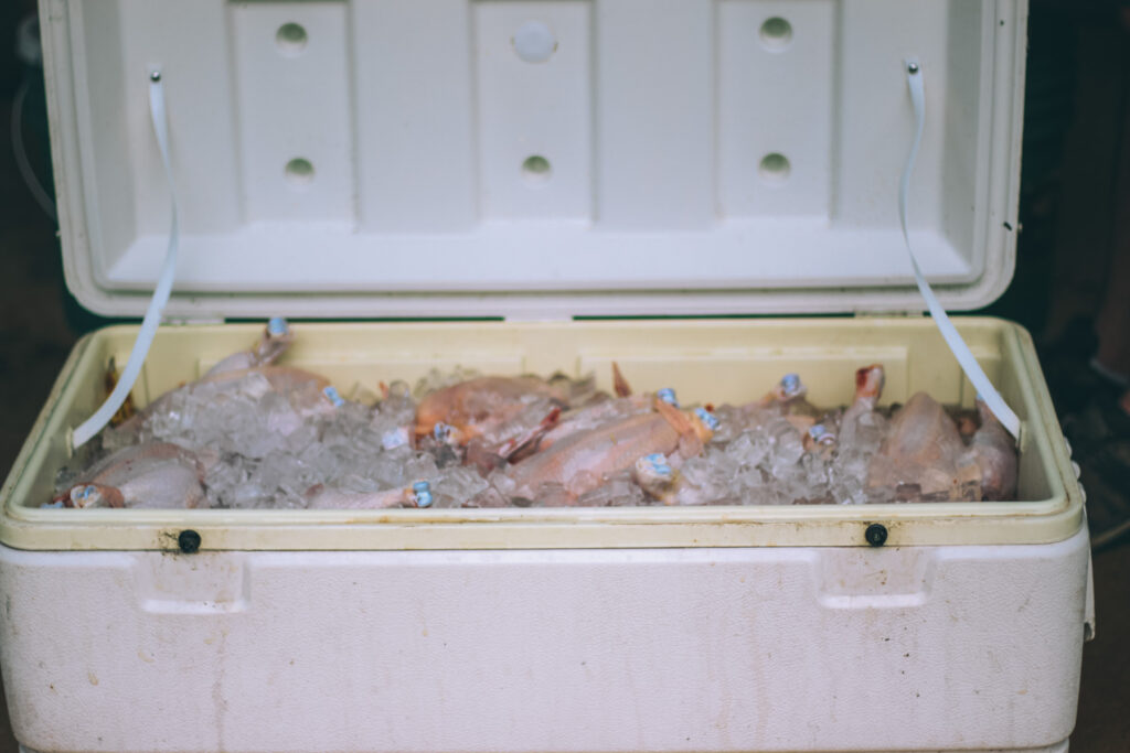 Gutted chickens resting in an icy brine solution during the butchering process.